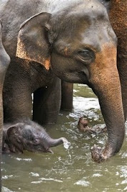Mother elephant