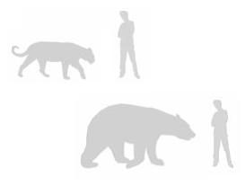 An accurate representation of the relative sizes of a tiger, a grizzly bear, and a human