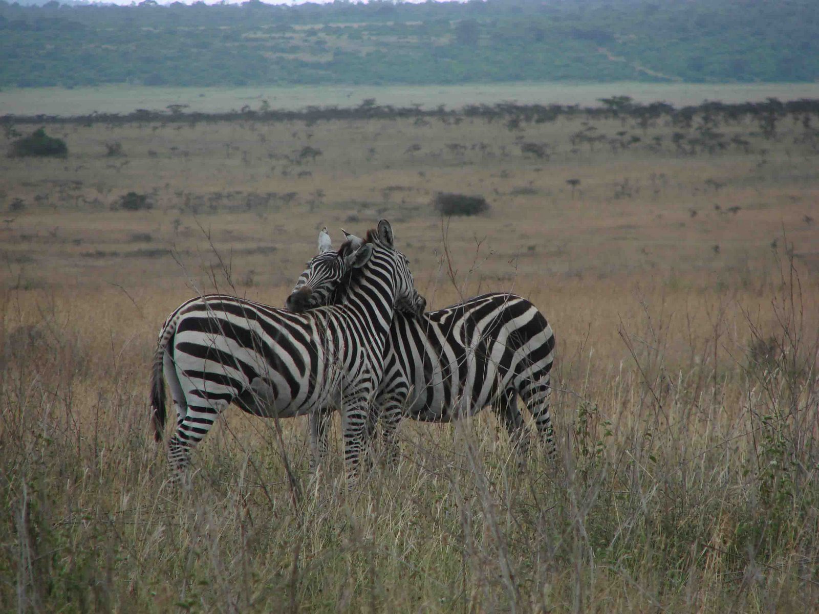 [zebras+in+the+outback.jpg]