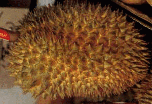 [Durian.png]