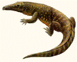 [Chasmatosaurus.gif]