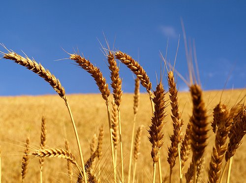 [Wheat+harvest.jpg]