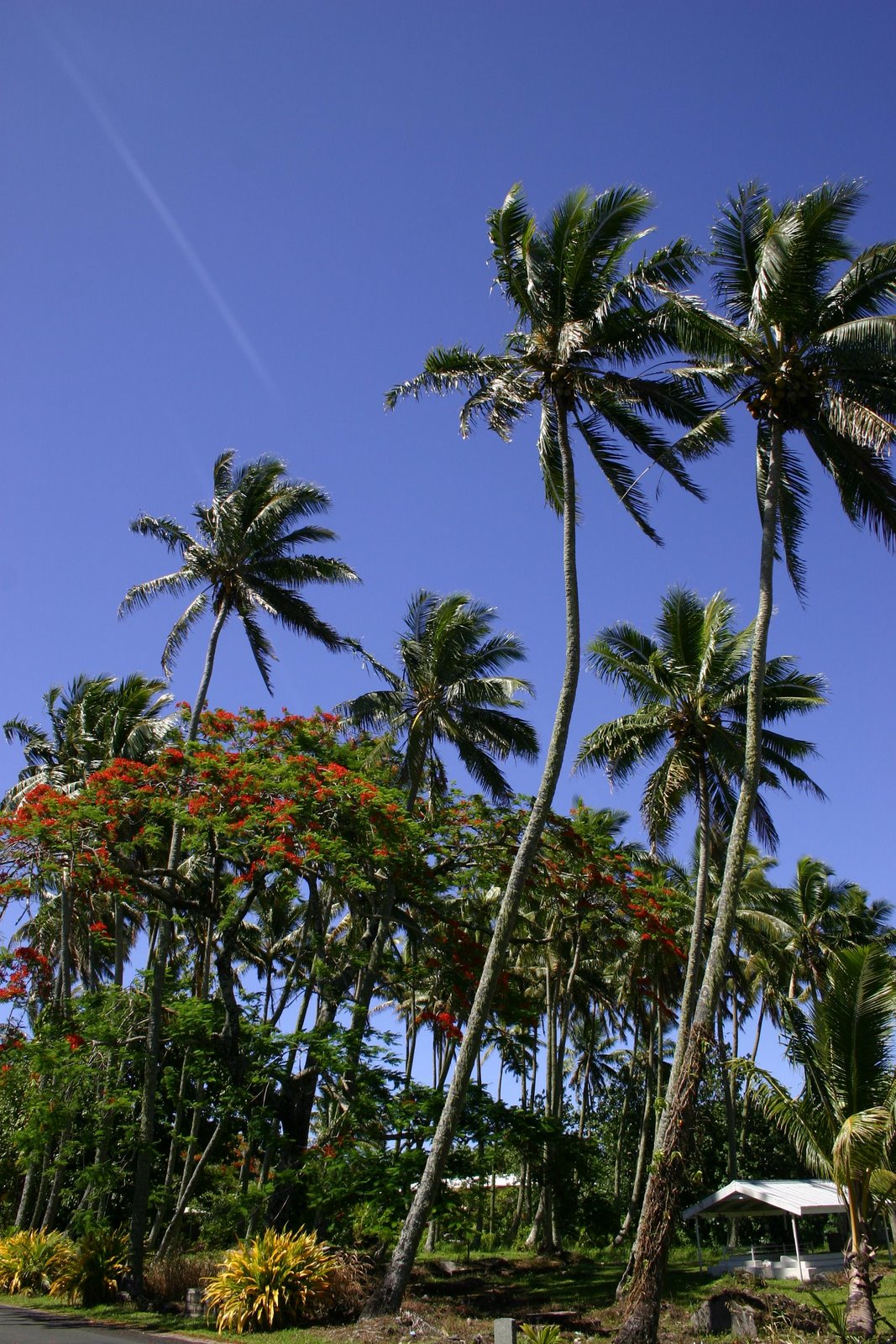 [palm+trees+1.JPG]