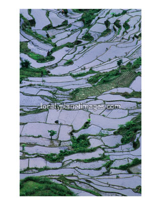 [BN3158_14~Rice-Terraces-Surrounding-Ducos-Sagada-Mountain-Philippines-Posters.jpg]