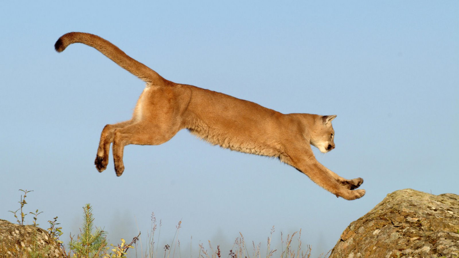 [Leaping+Cougar,+Montana.jpg]