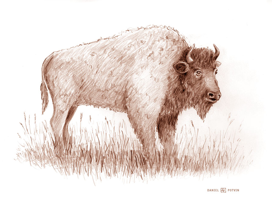 [buffalo-bison-sketch.jpg]