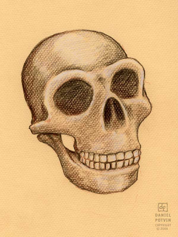[Neanderthal-skull-sketch.jpg]