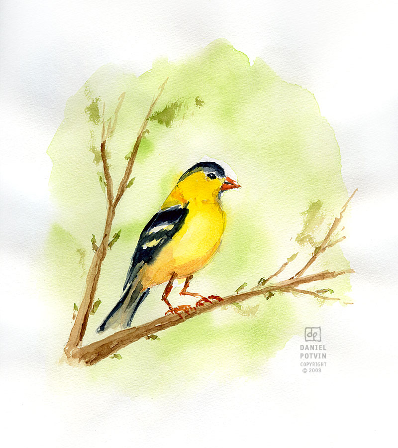 [chardonneret-goldfinch-male.jpg]