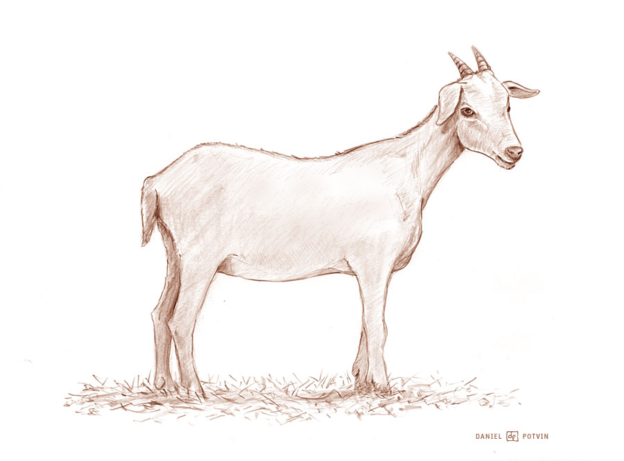 [goat-chevre-sketch.jpg]