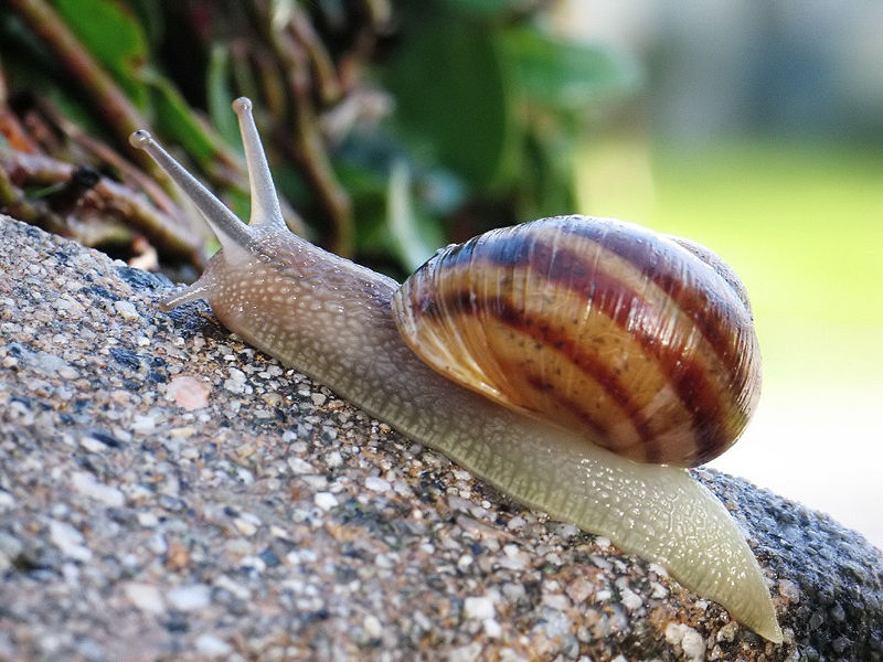 [800px-Common_snail.jpg]