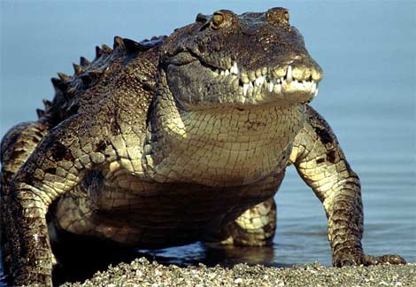 [american-crocodile-emerging-water.jpg]