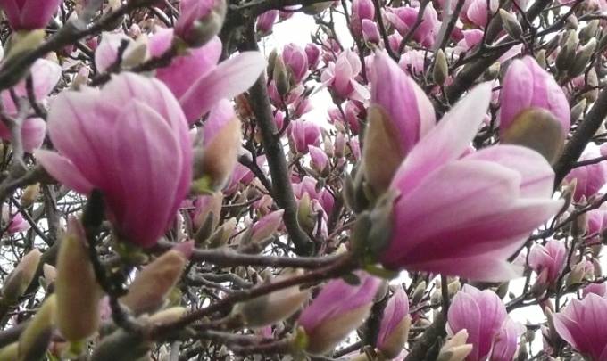 [Magnolia+Blossoms+close+up+4-08.jpg]