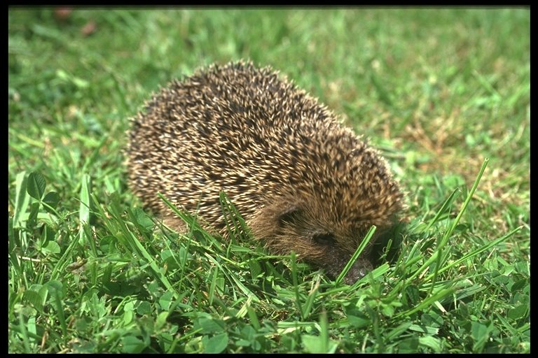[Hedgehog2.jpg]