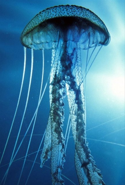 [Jellyfish.jpg]