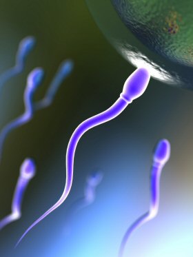 [Sperm.jpg]