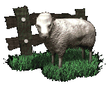 [ovelha.gif]