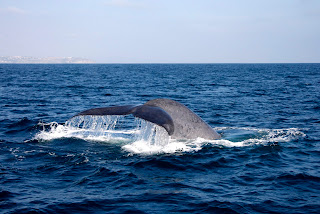 Blue Whale off Dana Point, Calif. © Jain Lemos