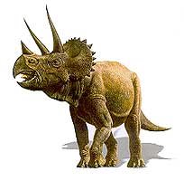 [triceratop.bmp]