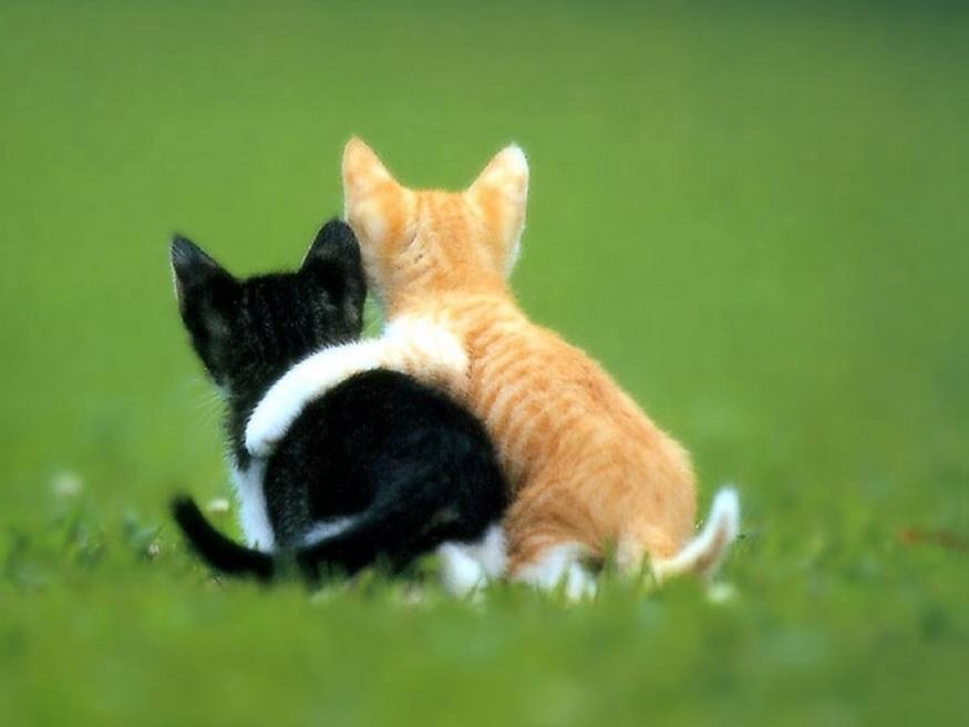 [Friends-Cats-2.jpg]