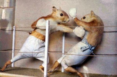 [Squirrel_Boxing.jpg]