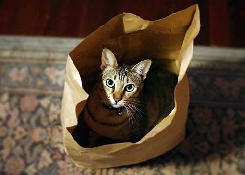 [cat+out+of+bag.jpg]