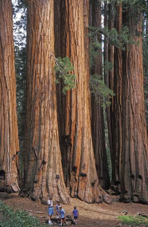 [giant+sequoia+trees.jpg]