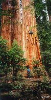 [sequoia+and+rock.jpg]