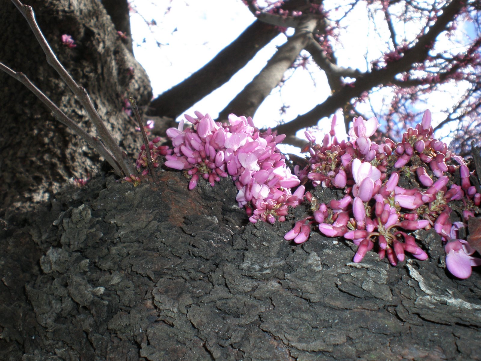 [24.03.2008_arbre_amor_flors_tronc.JPG]