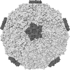 [230px-Rhinovirus.PNG]