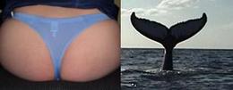 [whale+tail.jpg]