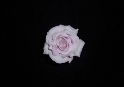 [rose.JPG]