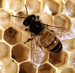[honeybee2(250-pixel)_tcm18-67281.gif]