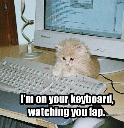 [funny_cat_pictures_pc_4.jpg]