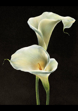 [lg6940+calla-lilies-flowers-still-life-mini-poster.jpg]