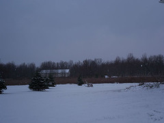[2007+yard+in+first+snow.jpg]