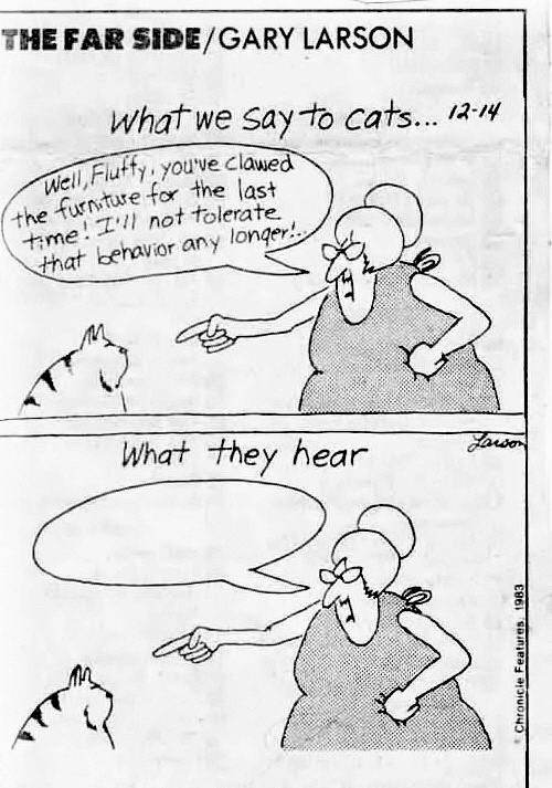 [cartoon-what-we-say-to-cats.jpg]