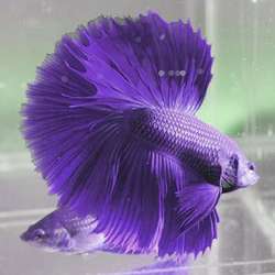 [purplefish.jpg]