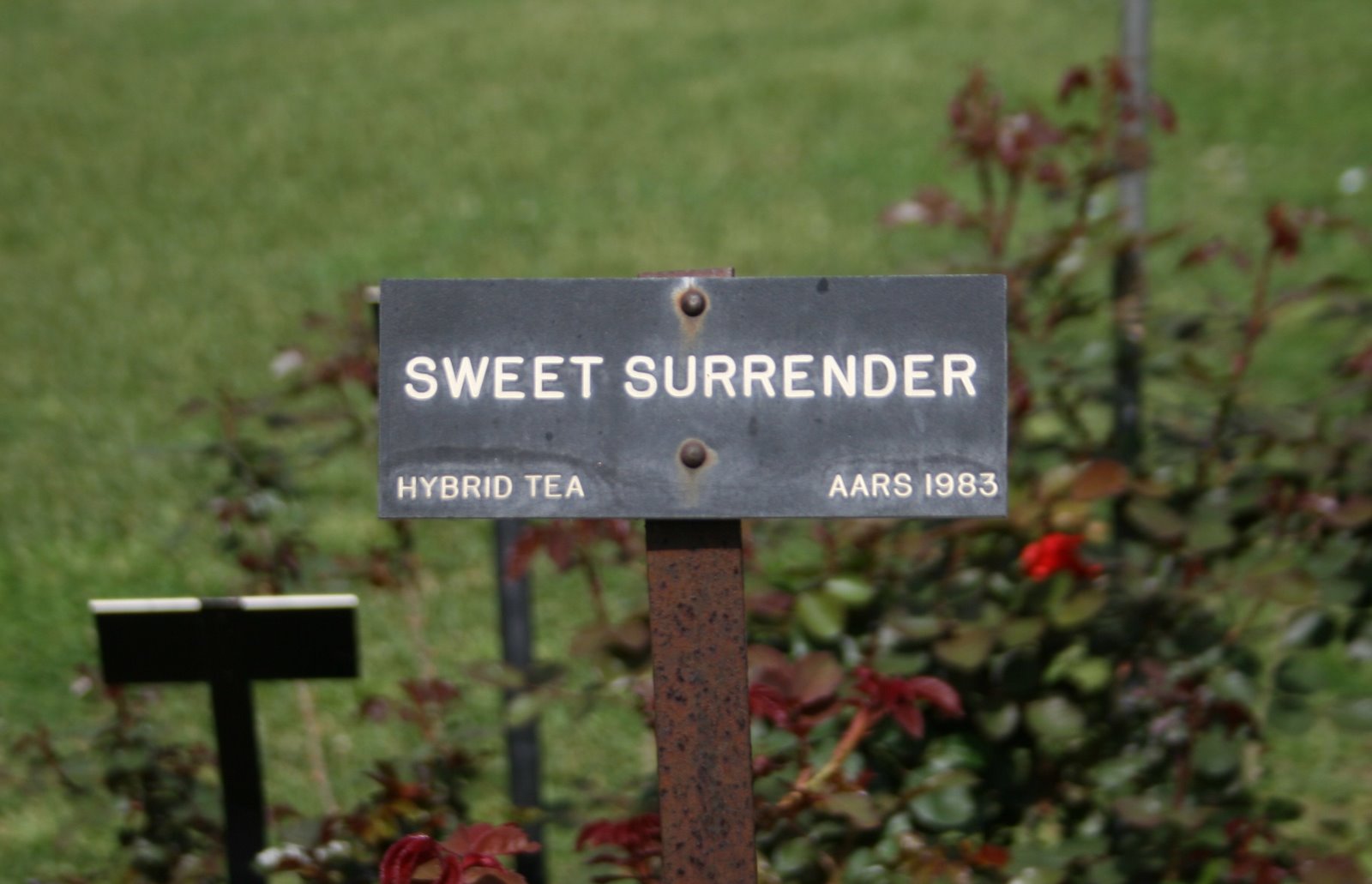 [sweet+surrender.jpg]