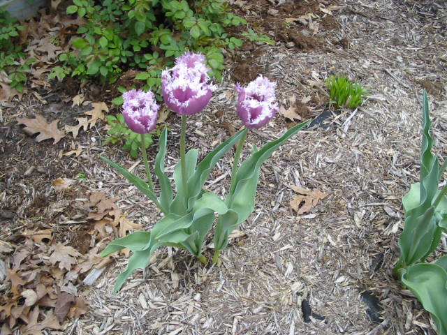 [Fring+tulips+Blooming.JPG]