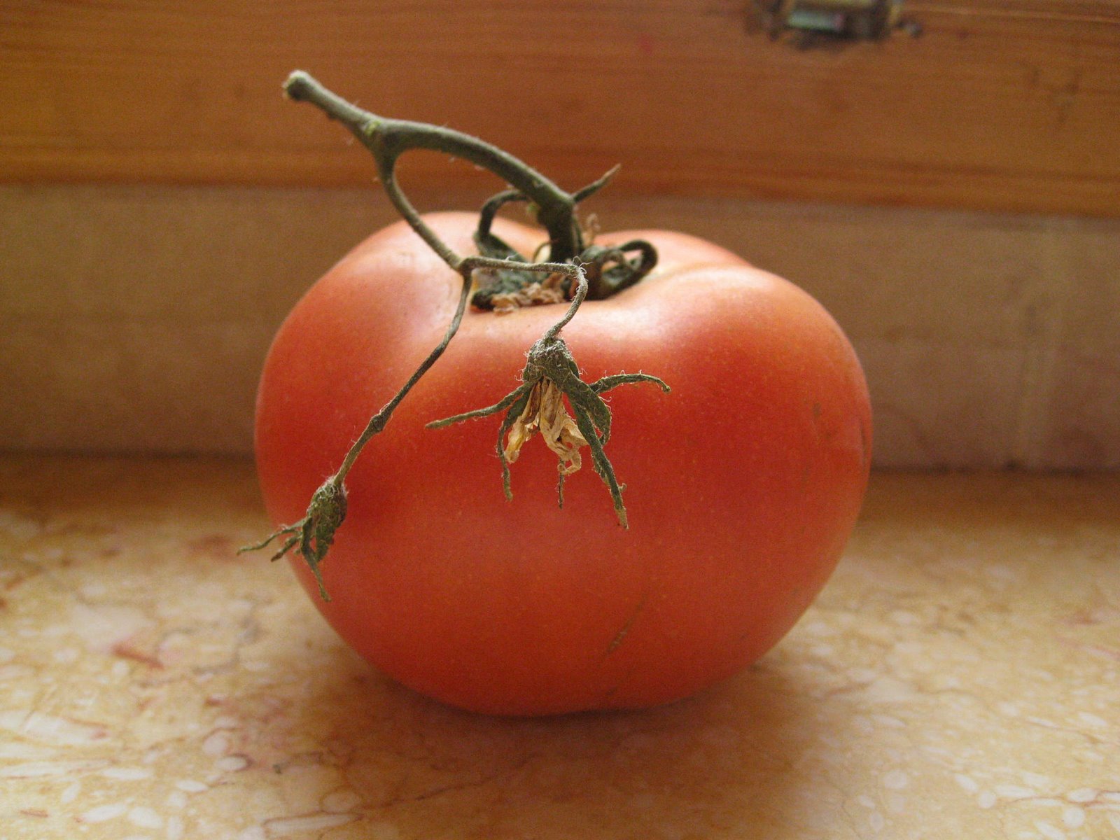 [2008+Tomato+(Apr+11).JPG]