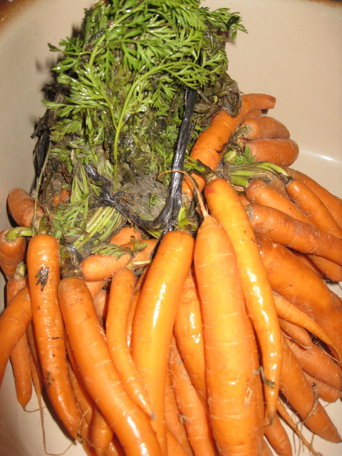 [Carrots.JPG]