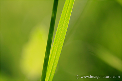 Green nature abstract