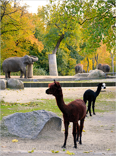 Alpaca (Vicugna pacos) and elephants in Berlin zoo