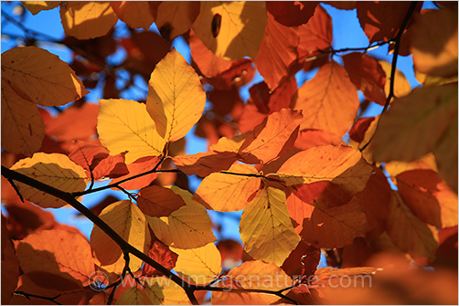 Autumn (fall) mosaic: beech (Fagus sylvatica) leaves 