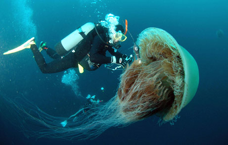 [jellyfish4.jpg]