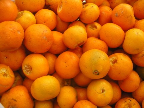 [cumquat+harvest.JPG]