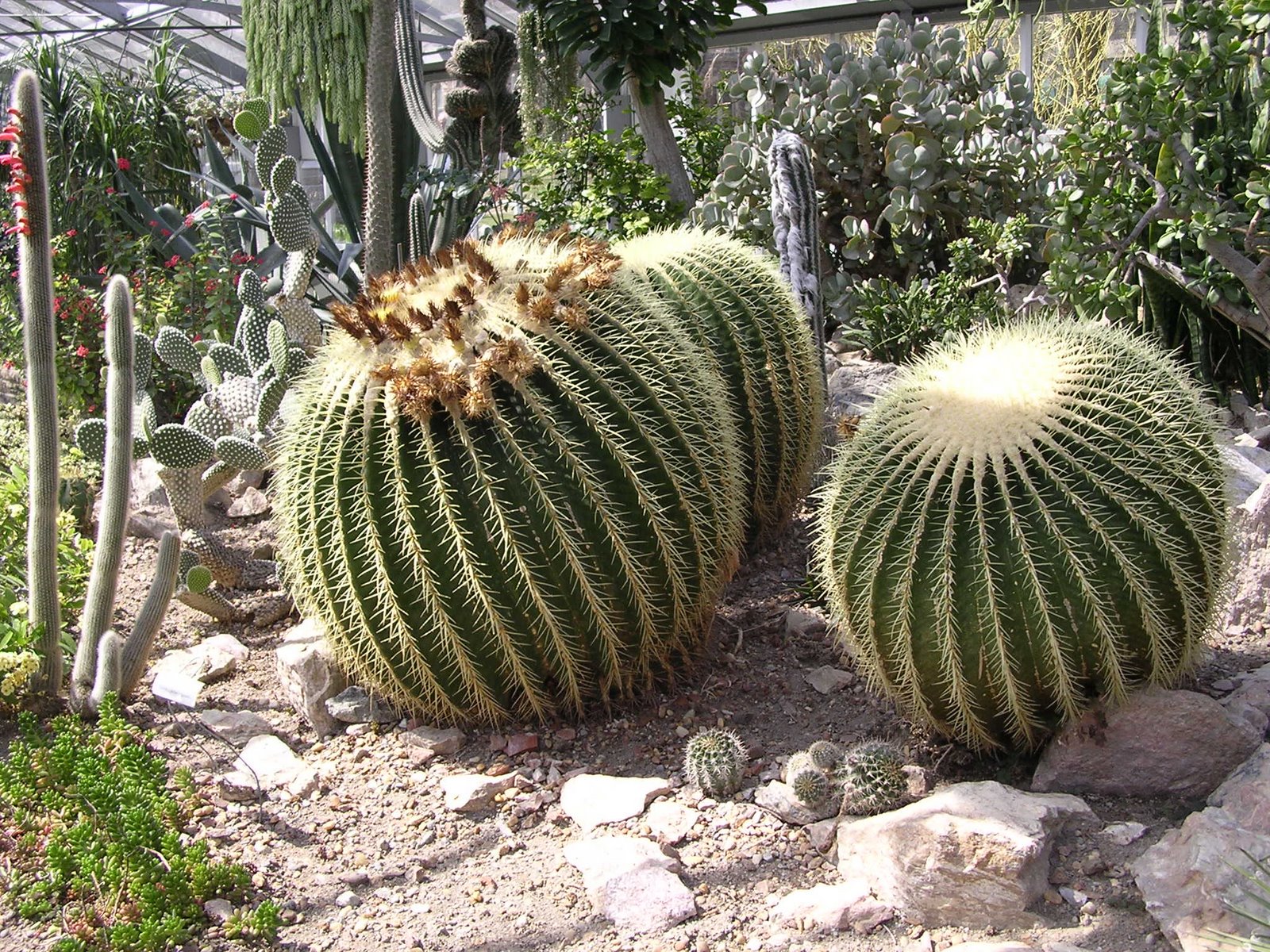 [cactusballs.jpg]