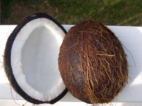 [Coconut.jpg]