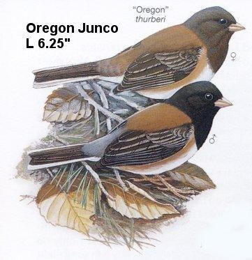 [birds-Junco-Oregon.jpg]