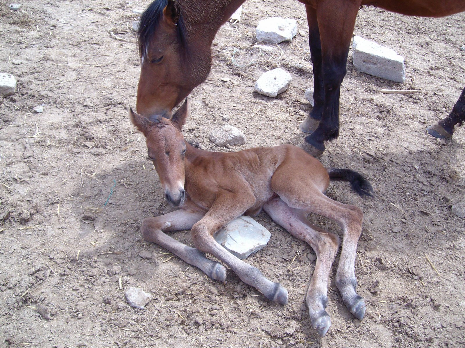 [Baby+Horse+4_5_08+001.jpg]